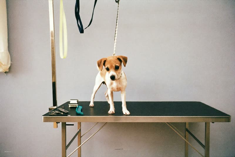 A dog standing on a grooming table in a bright grooming room