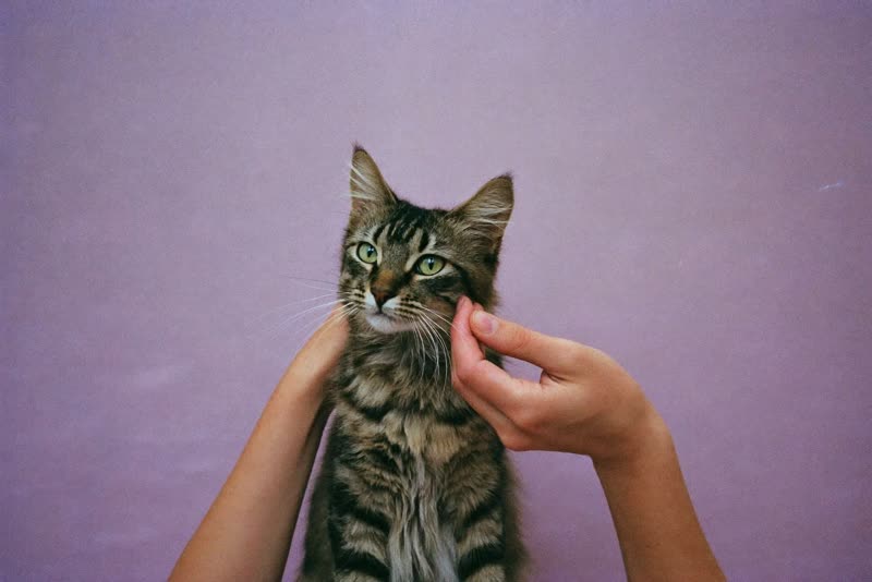 Hands gently brushing a long-haired cat
