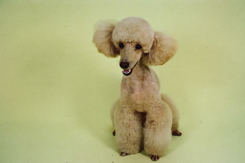A freshly groomed poodle after its trim
