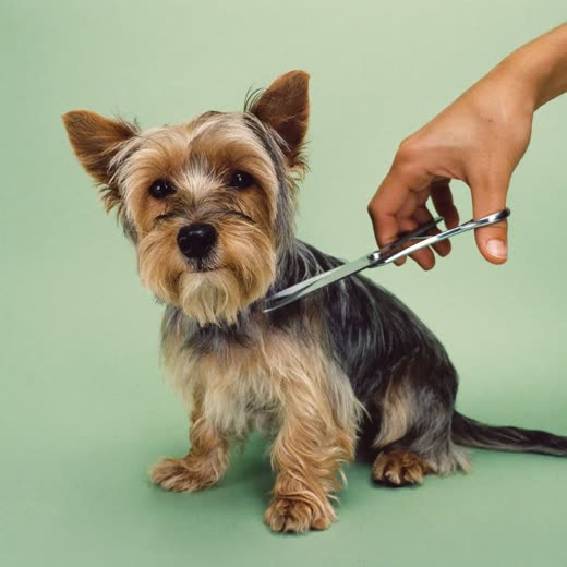 A terrier having its coat scissor-trimmed