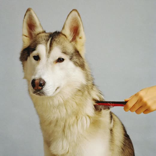 A husky's thick coat being de-shedded with a rake comb