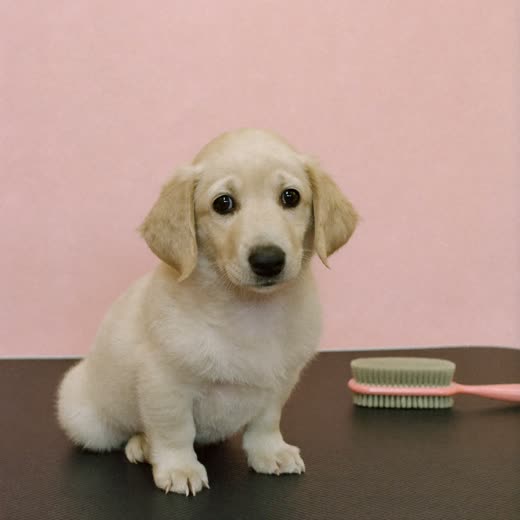A freshly brushed puppy sitting on a grooming table